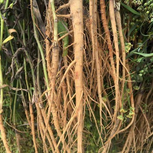 Bupleurum root Bupleurum root